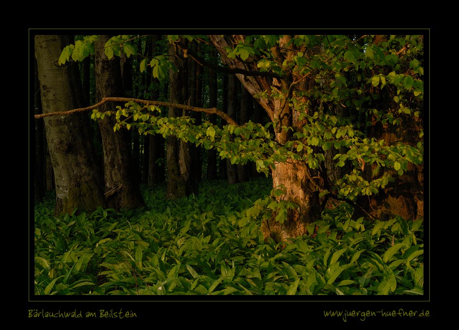 Bärlauchwald am Beilstein (Rhön)