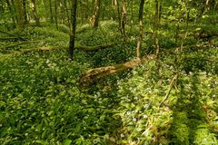 Bärlauchwald auf der Halbinsel Arnkil