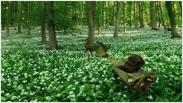 Bärlauchwald