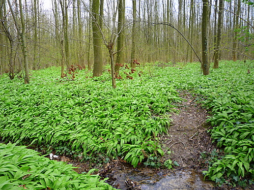 Bärlauchwald