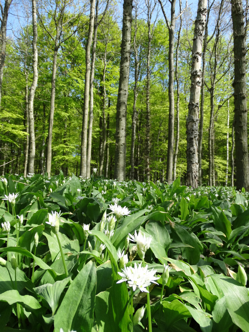 Bärlauchwald