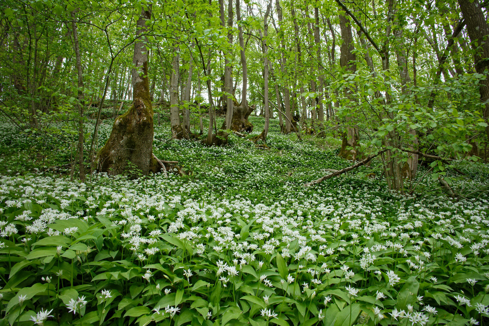 Bärlauchwald