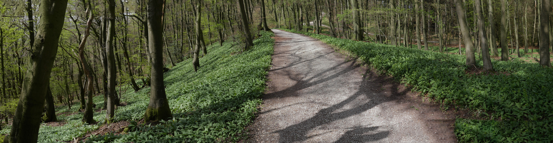 Bärlauchwald