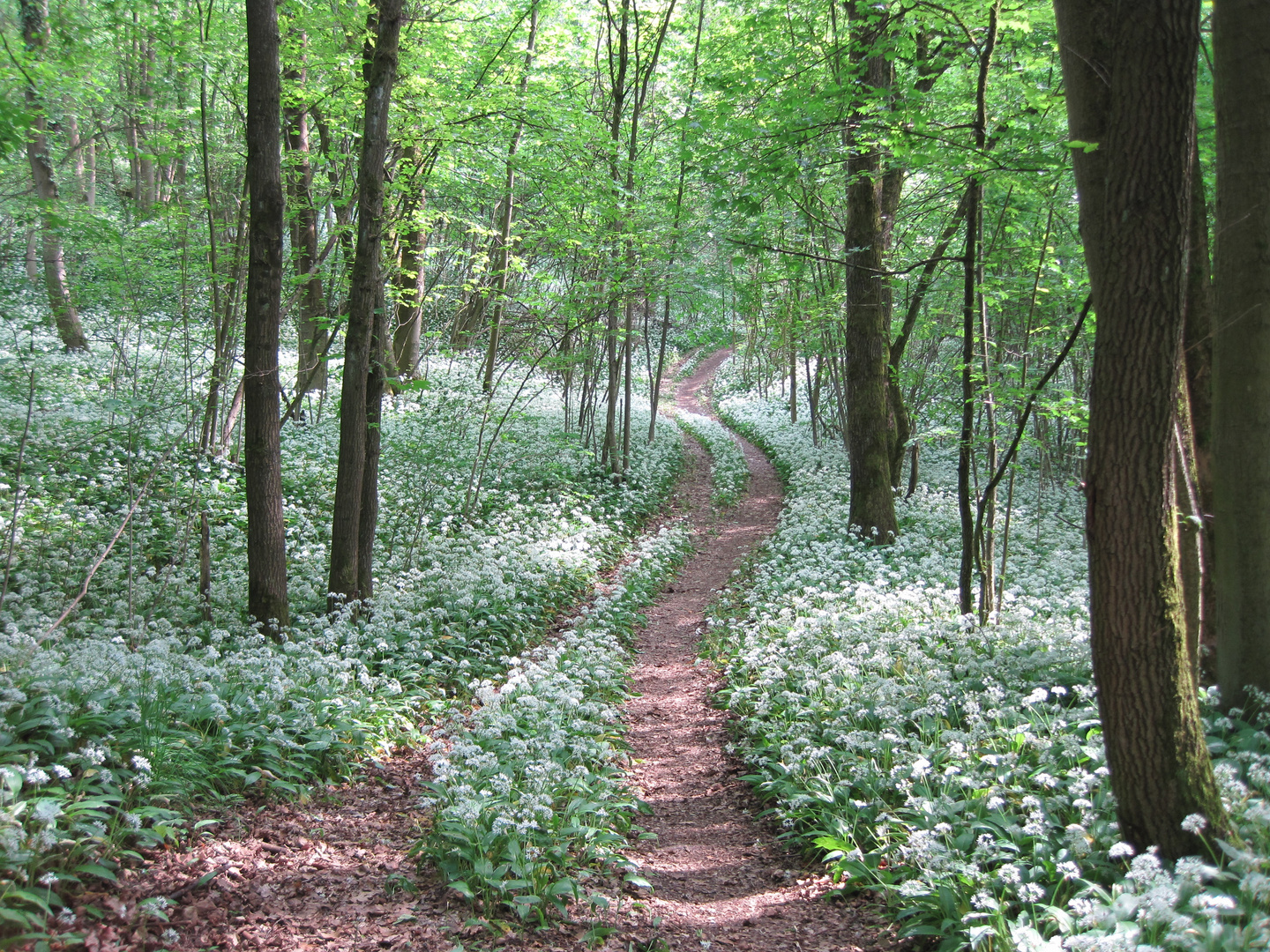 Bärlauchwald