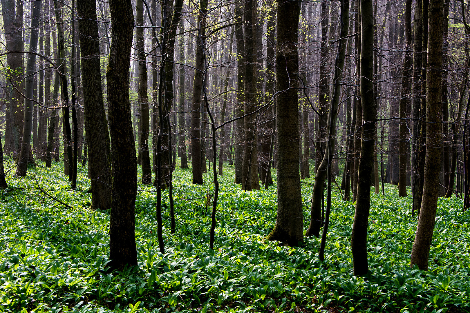 Bärlauchwald