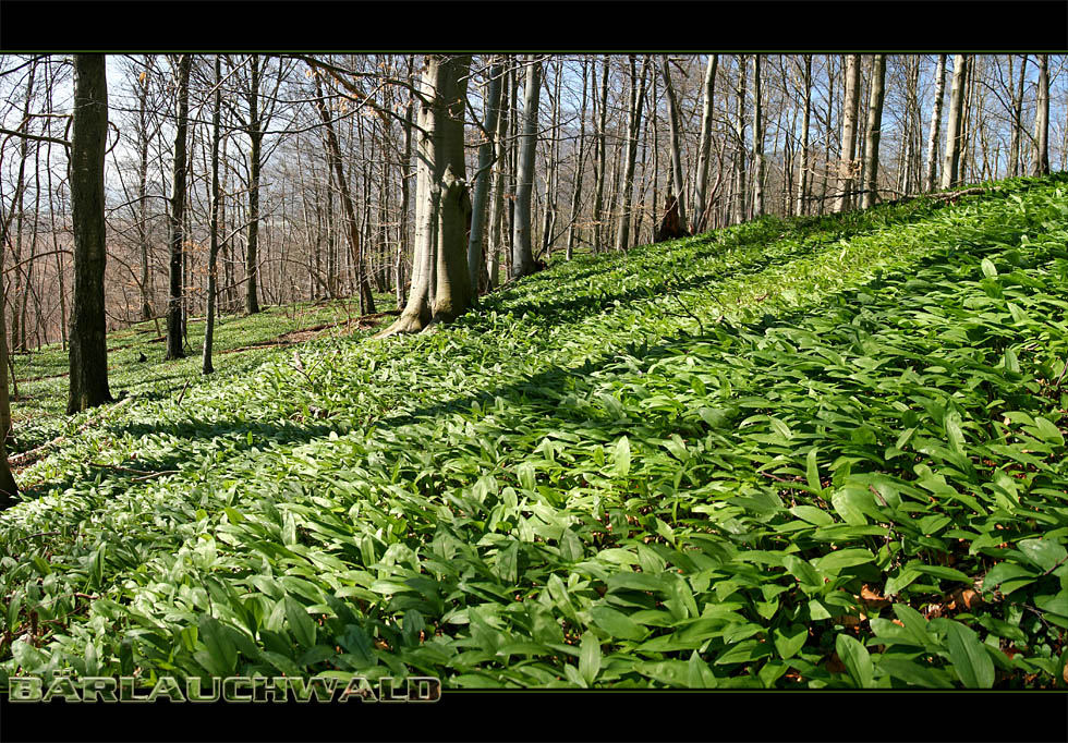 ~~ Bärlauchwald ~~