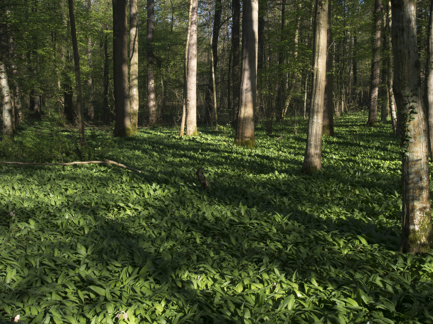 Bärlauchwald im Kraichgau