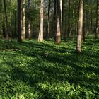 Bärlauchwald im Kraichgau