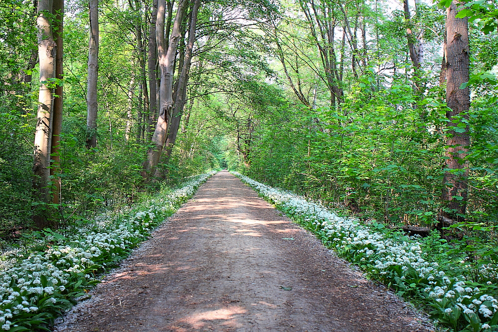 Bärlauchweg