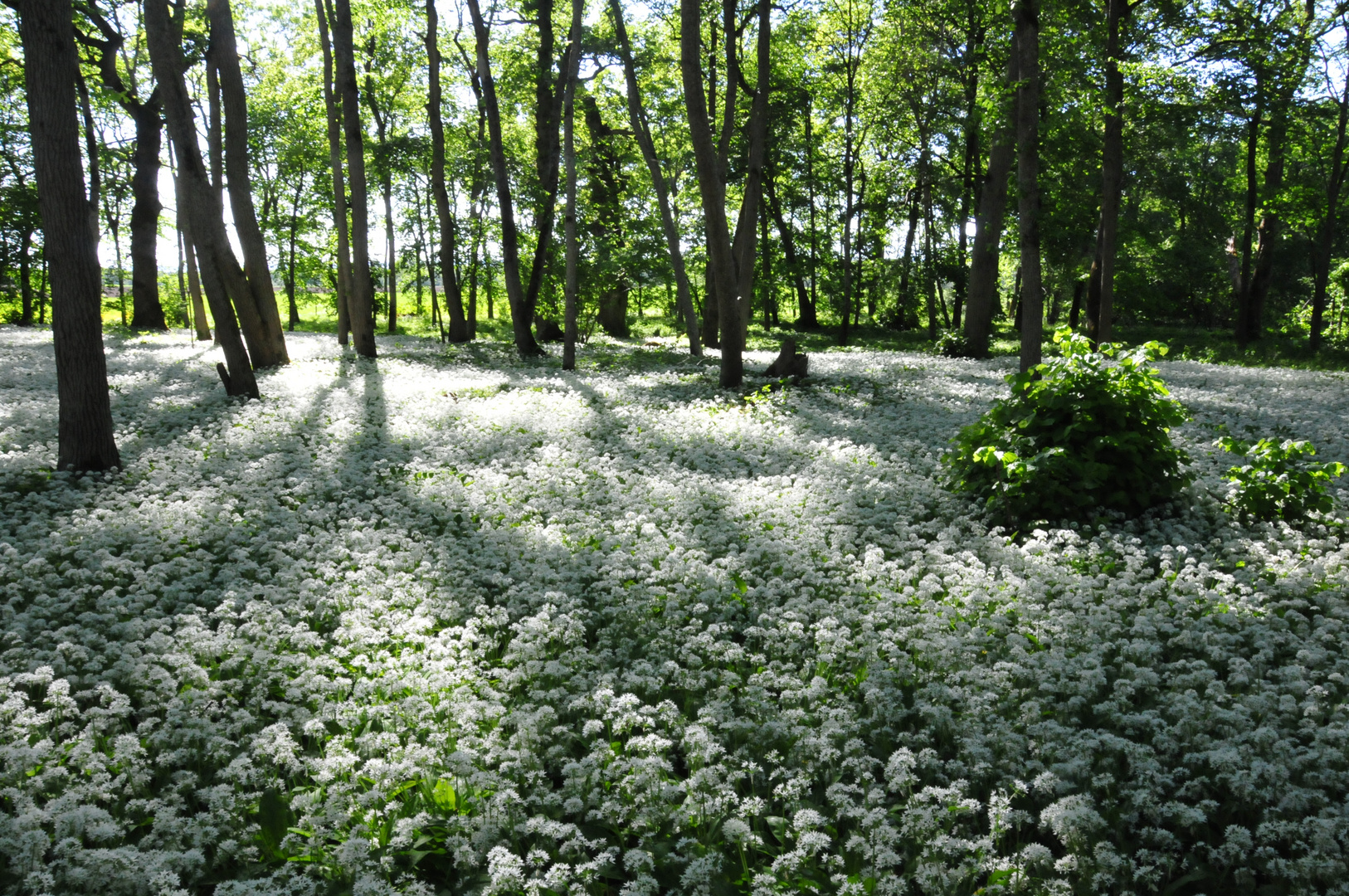 Bärlauchwiese 