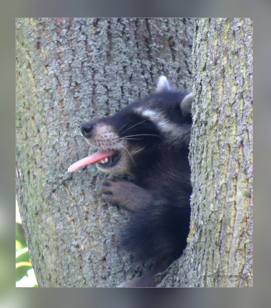 Bärliner Wildlife