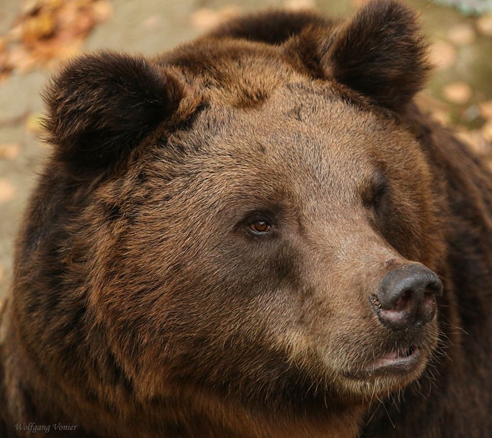 Bärportrait