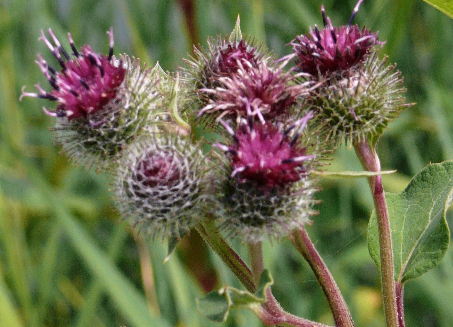 Bärtige Distel