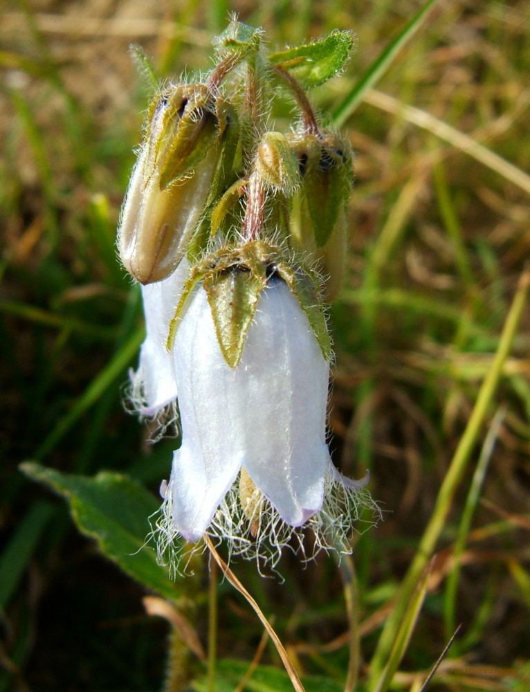 Bärtige Glockenblume