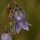 Bärtige Glockenblume