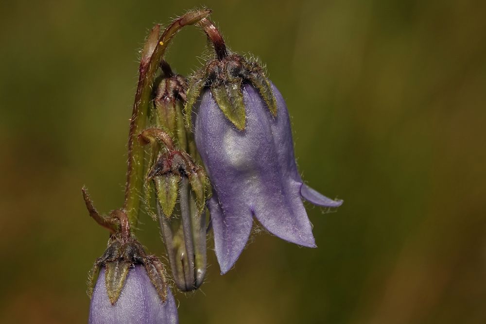 Bärtige Glockenblume