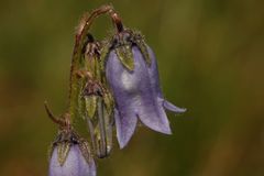 Bärtige Glockenblume