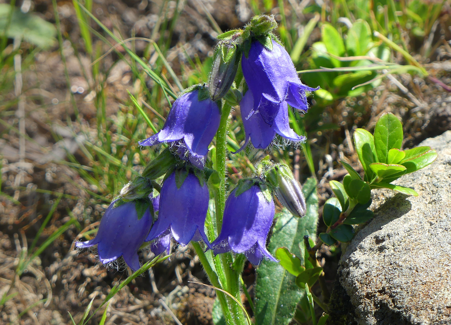 Bärtige Glockenblume