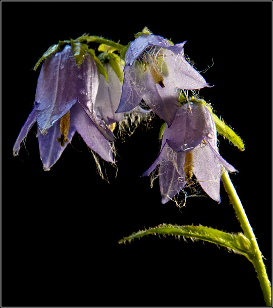 Bärtige Glockenblume