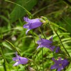 Bärtige Glockenblume