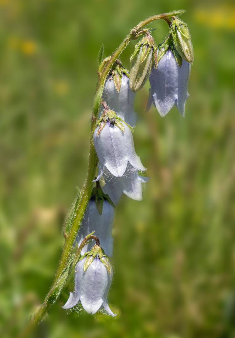 Bärtige Glockenblume