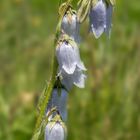 Bärtige Glockenblume