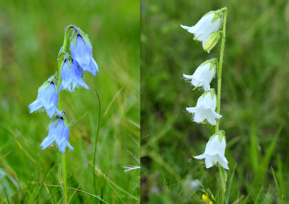 Bärtige Glockenblume