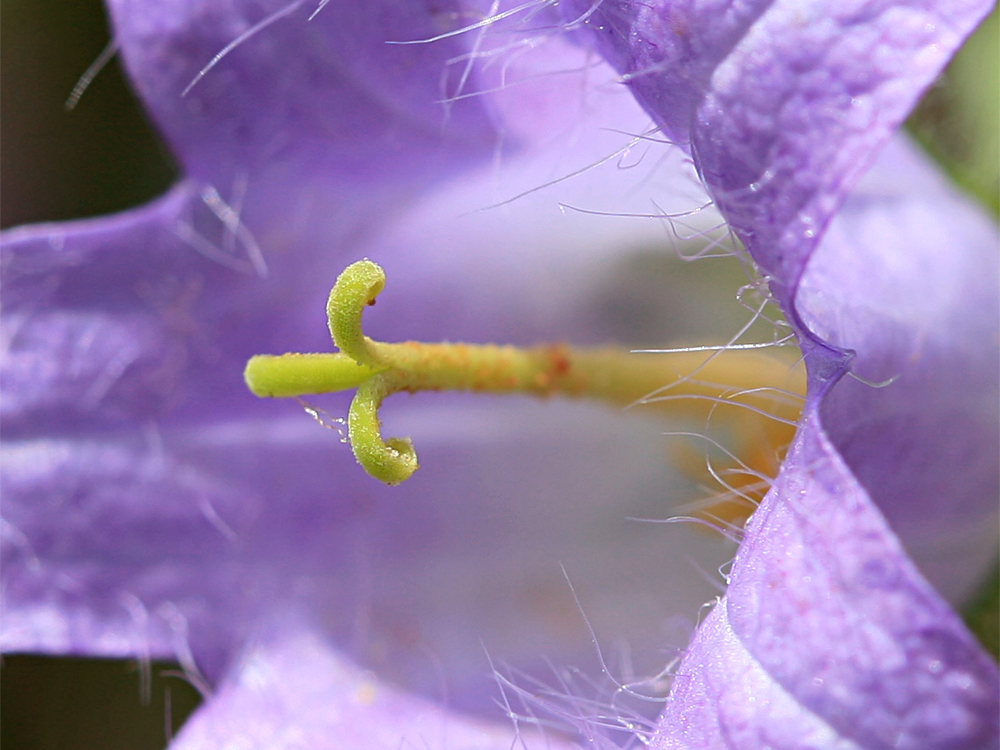 Bärtige Glockenblume