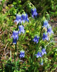 Bärtige Glockenblume (Campanula barbata)