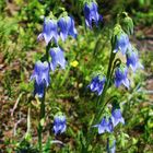 Bärtige Glockenblume (Campanula barbata)