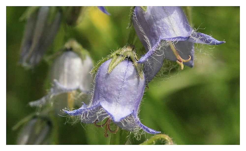 bärtige Glockenblume