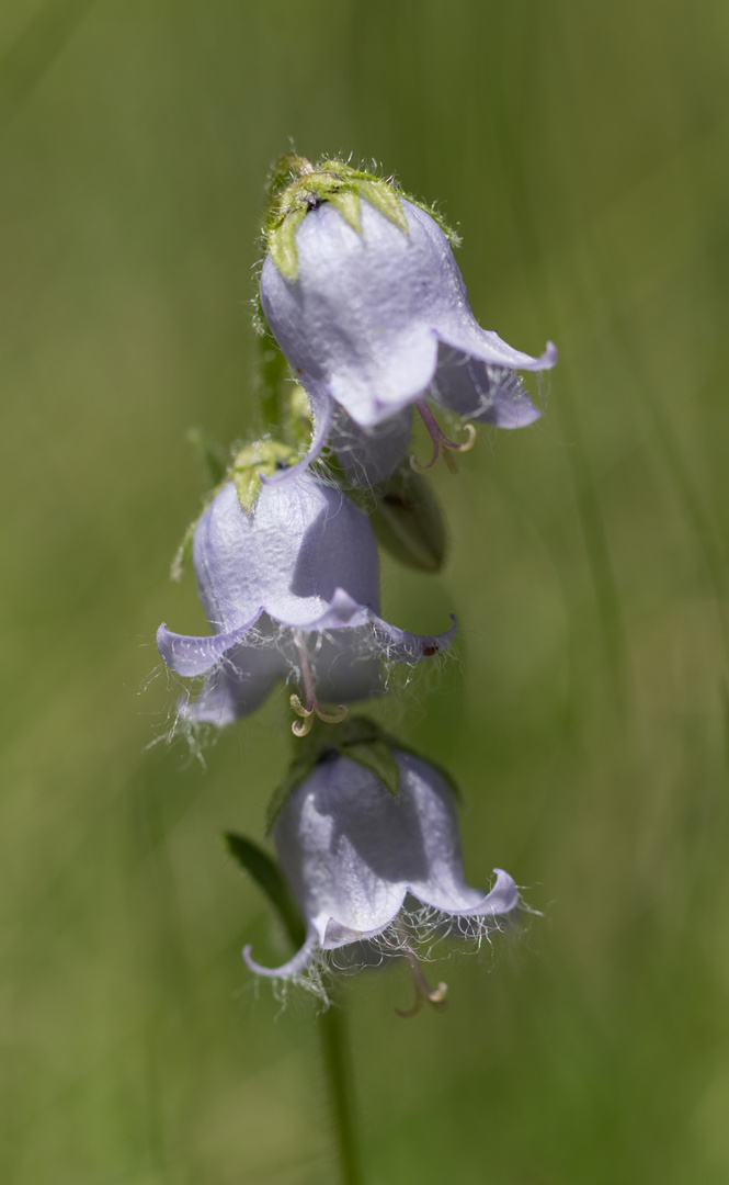 bärtige Glockenblume