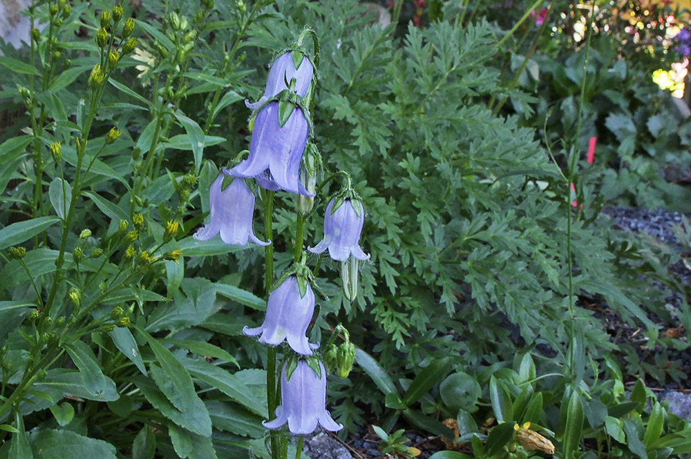 Bärtige Glockenblume