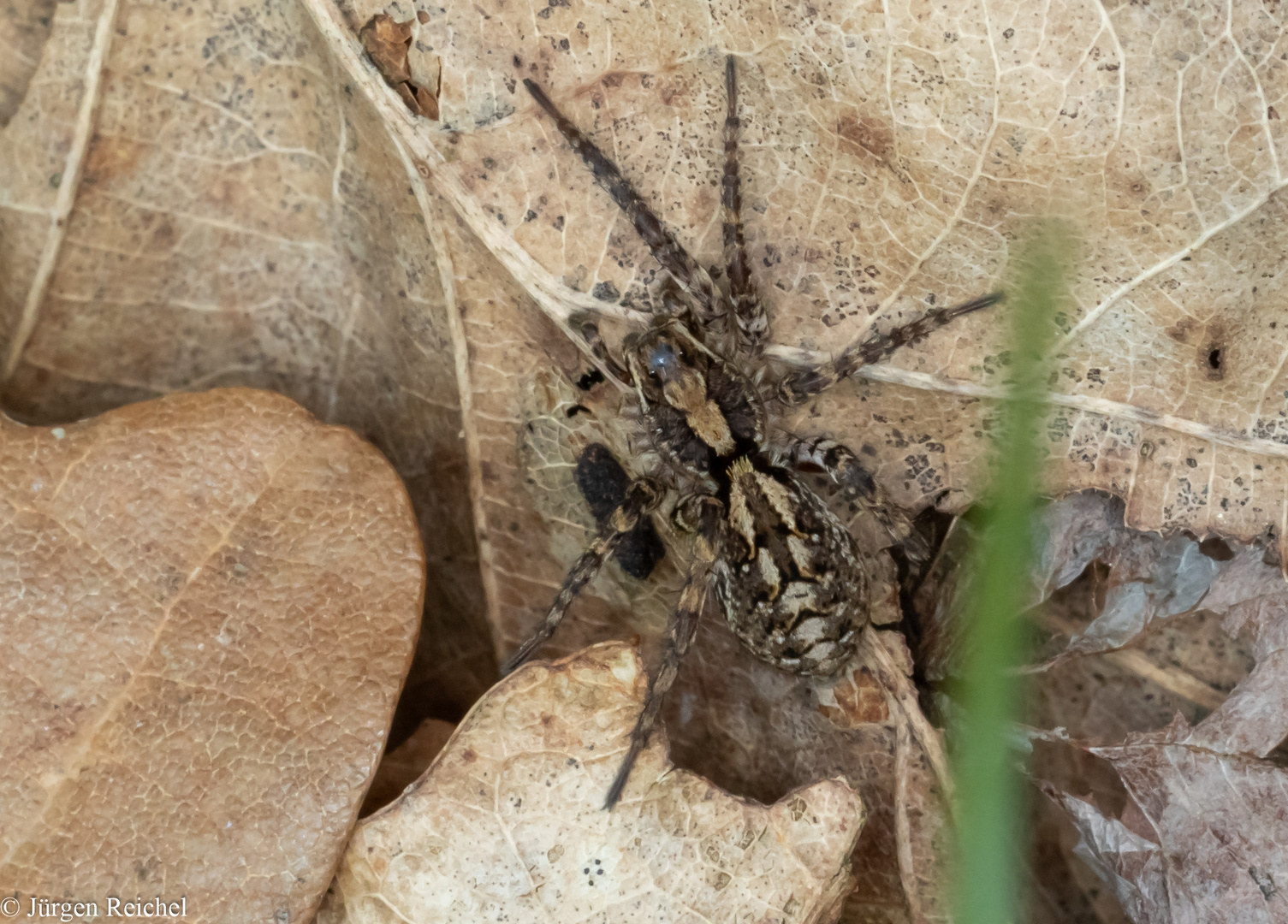 Bärtige Scheintarantel (Alopecosa barbipes) 