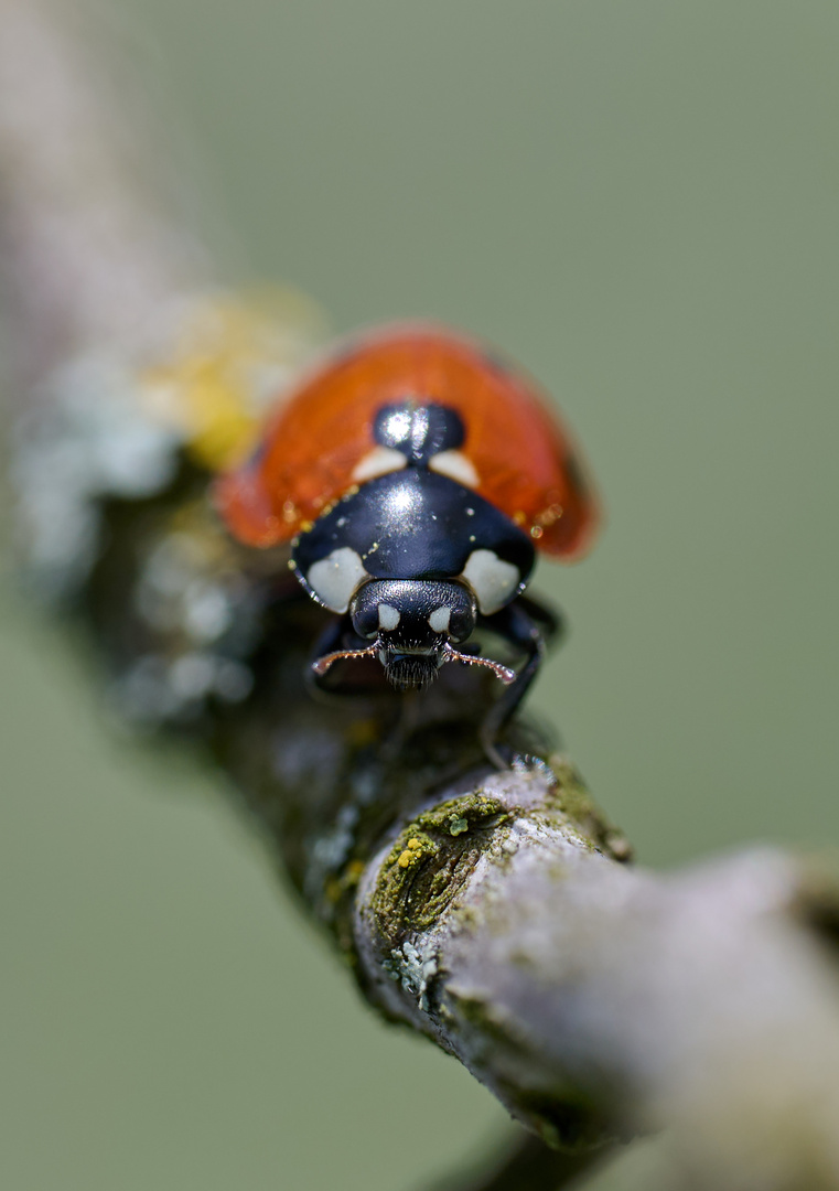 bärtiger Marienkäfer