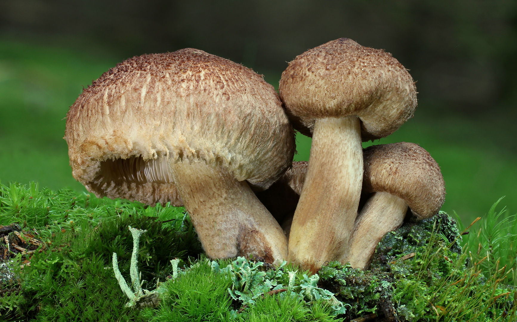 Bärtiger Ritterling (Tricholoma vaccinum)