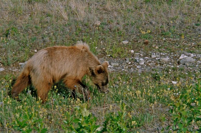 Bär(Yukon)