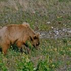 Bär(Yukon)