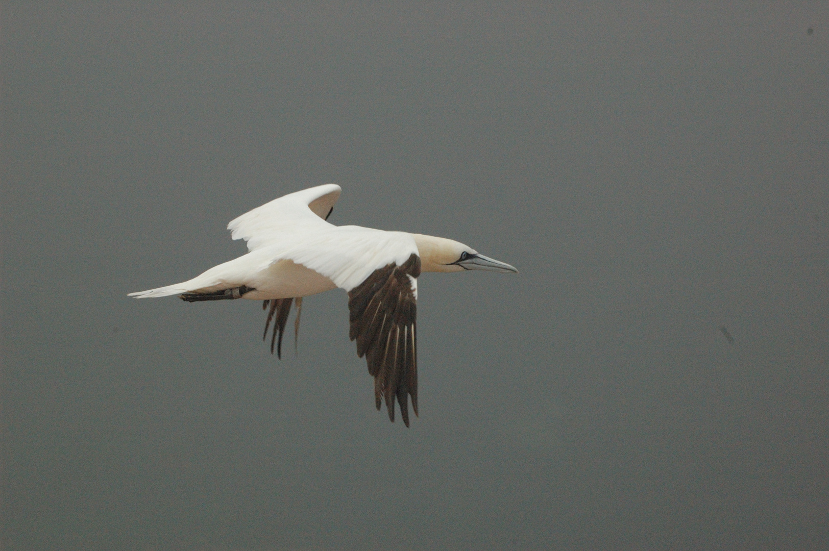 Bäßtölpel auf Helgoland