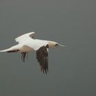 Bäßtölpel auf Helgoland