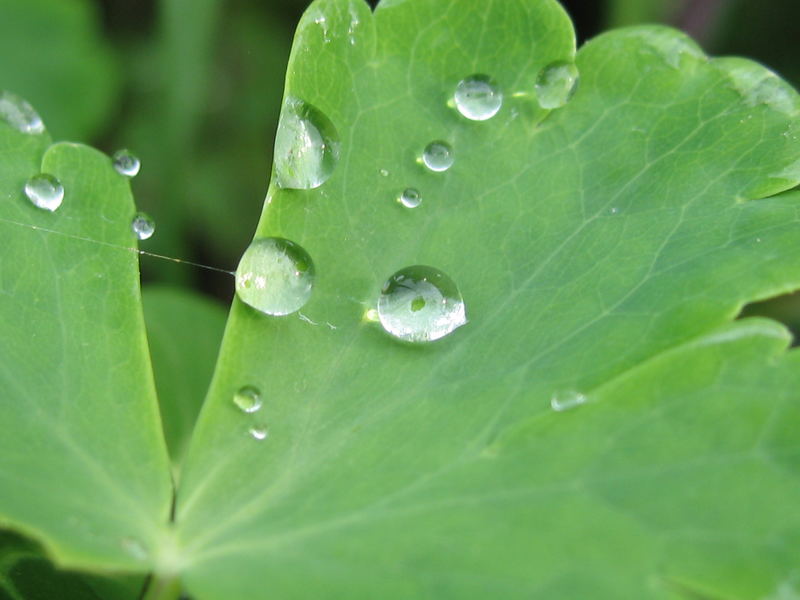 Bätter und regen