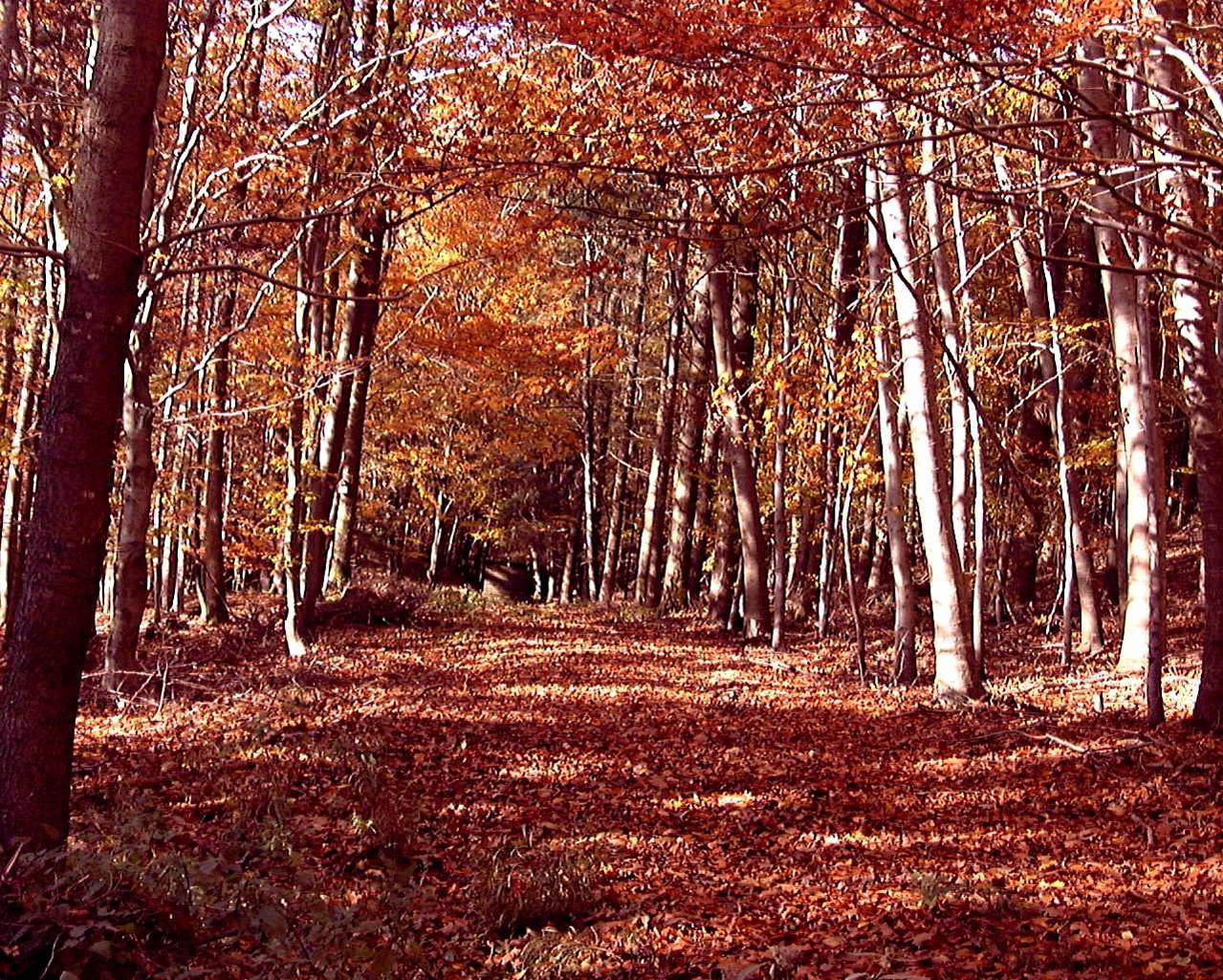 Bätterfall tief im Herbst