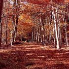 Bätterfall tief im Herbst