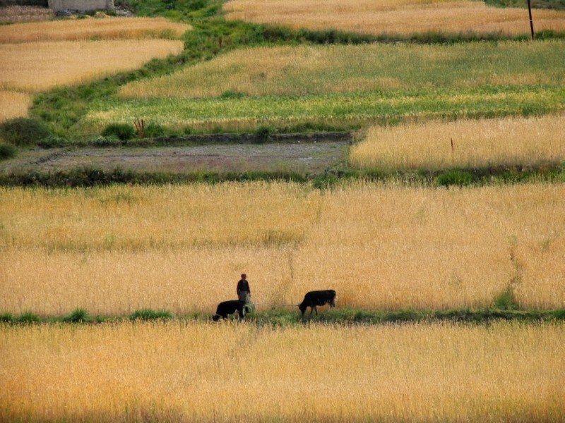 Bäuerin auf dem Feld