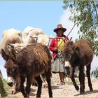 Baeuerin mit Esel und Ochs ... in Peru