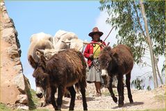 Baeuerin mit Esel und Ochs ... in Peru