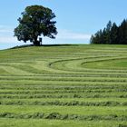 Bäuerlich strukturierte Landschaft.