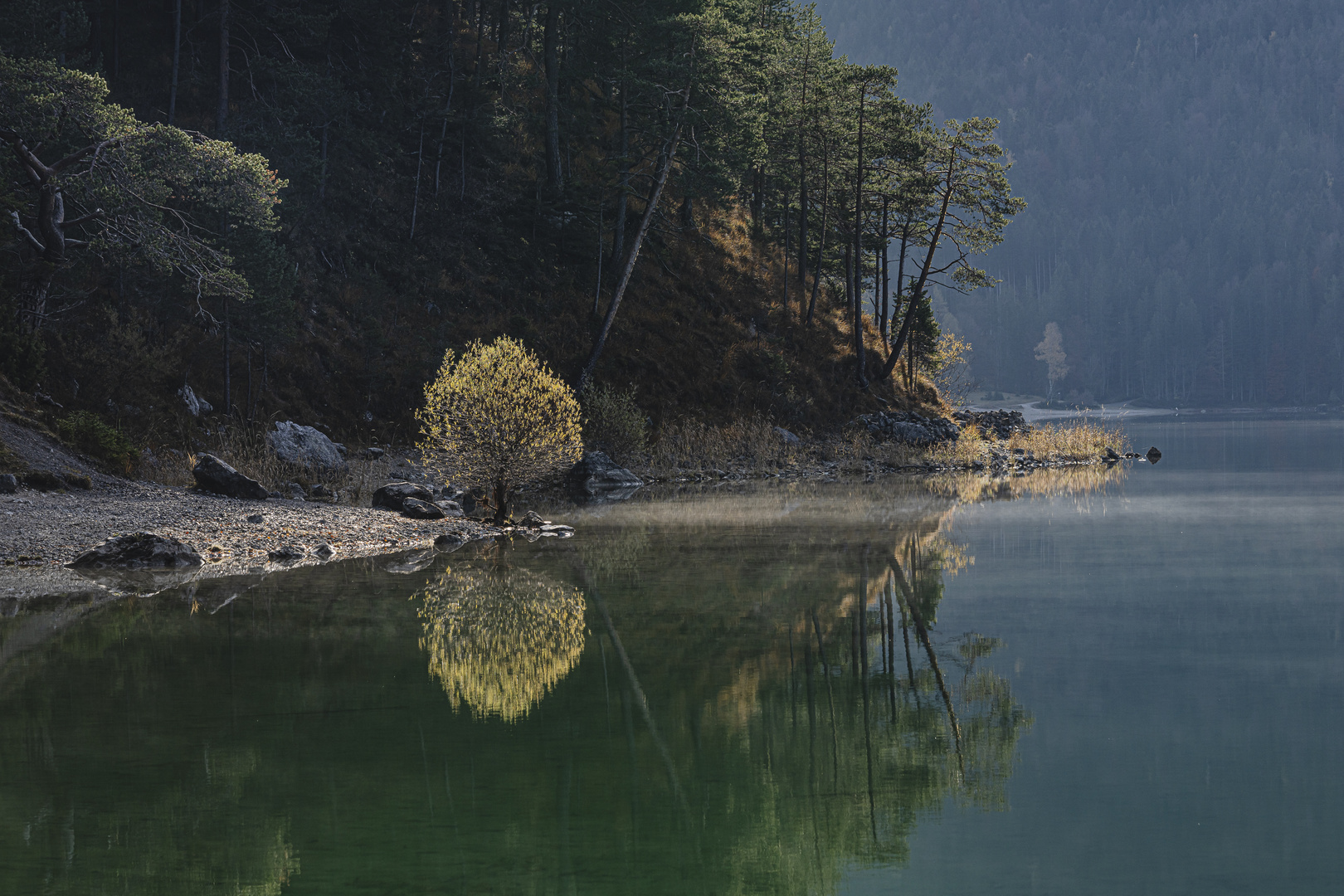 Bäumchen am Eibsee