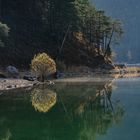 Bäumchen am Eibsee