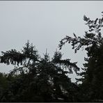 Bäumchen auf Weißtannenbaum...